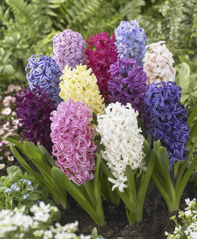 Гиацинт Hyacinthus Mix