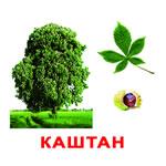 Карточки "Деревья"