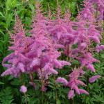 Астильба Аметист