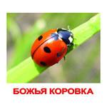 Карточки "Насекомые"