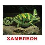 Карточки "Экзотические животные"