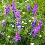 Семена "Зеленый уголок"  Вика  (зеленое удобрение, кормовая и медоносная культура)