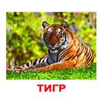 Карточки "Дикие животные"