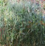 Смесь семян "Зеленый уголок"  Вико-овсяная смесь (30/70)  (зеленое удобрение, фитосанитарная и медоносная культура)