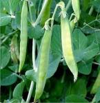Семена "Зеленый уголок"  Горох пелюшка  (зеленое удобрение, кормовая культура)