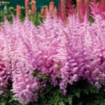 Саженец Астильба Айс Крим