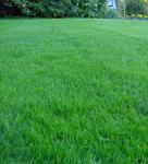  Травосмесь "Универсальная" Стандарт  Зеленый уголок