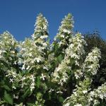 Гортензия метельчатая Levana