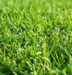 Травосмесь "Город-сад"  Зеленый уголок