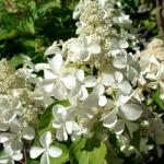 Гортензия метельчатая Levana (Предложение ограничено)