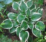 Саженец Хоста Carol