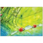 Папка-конверт на кнопке Berlingo "Ladybird", А4, 180 мкм, рисунок, AKk_04032