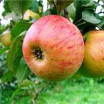 Саженец Яблоня Медуница