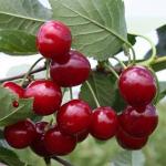 Саженец Дюк Ивановна