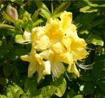 *Азалия Anneke (предложение ограничено)