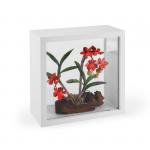 FR-001-N миниатюра "Орхидея" в рамке 1/12уп