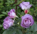 ГОЛУБОЙ НИЛ