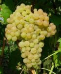 Виноград Кишмиш Венгерский
