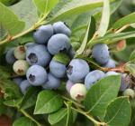 Саженец Голубика Бригитта Блю