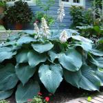 Саженец Хоста Big Daddy