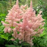 Саженец Астильба Пич Блоссом