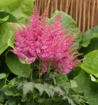 Саженец Астильба Ритм Энд Бит