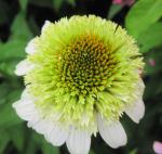 Саженец Эхинацея Coconut Lime, С1