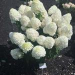 Саженец Гортензия метельчатая Summer Snow