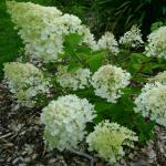 Саженец Гортензия метельчатая Bombshell