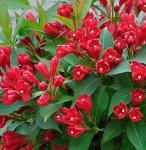 Саженец Вейгела Олл Саммер Ред