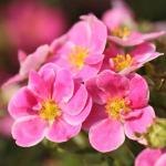 Саженец Лапчатка Пинк Парадиз С3