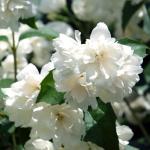 Саженец Чубушник Шнеештурм