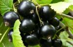 Саженец Черная смородина Лентяй