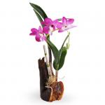 !WM-51-A Магнит "Цветок-дерево" 1/12уп