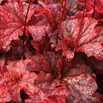 Саженец Гейхера Cajun Fire