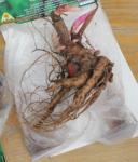 Растение Корневище Пион Дюшес де Немоурс