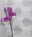 Рулонная штора День-Ночь Сантайм Декор , крем, серебро               (df-200079-gr)