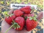 Саженец Садовая земляника (клубника) Портола (набор из 5 штук)