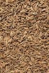 Кумин семена (зира)