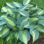 Саженец Хоста Catherine
