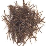 Кальмар паутинка