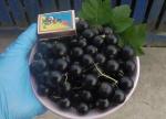 Саженец Черная смородина Литвиновская 1 летка