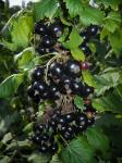 Саженец Черная смородина Нара