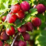 Саженец Крыжовник Балет