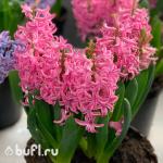 Гиацинт Pink Pearl (3 луковицы)