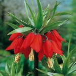 Рябчик Fritillaria Rubra (луковица)