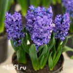 Гиацинт Blue Star (3 луковицы)
