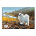 Альбом д/рис. А4 32л., спираль, обложка картон, HATBER ECO, 205х300мм, Собаки (5 видов), 32А4Cсп