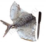 Императорский полосатик солено сушеный