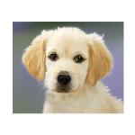 KH0323 Набор юного художника (20х30) ПУШИСТЫЙ ЩЕНОК (15 цветов) 1/44